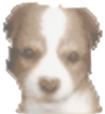 sheltie $518