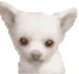 chihuahua $557